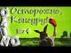 Осторожно Кенгуру _ третий лишний или Уилфред ( выпуск № 74 O’KINO )