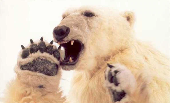 Король полярный медведь фильм