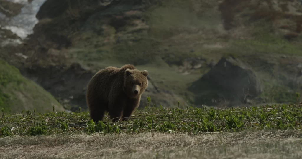 Земля медведей фильм